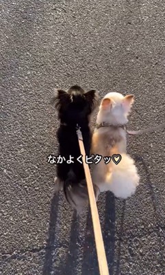 うにちゃんとえびちゃんのお散歩