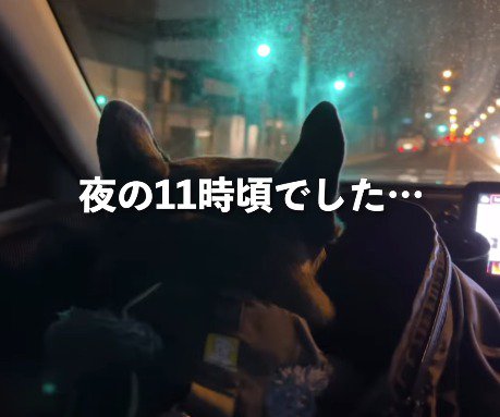 車に乗って病院へ向かう犬