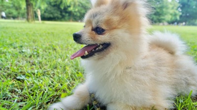 ハアハアするポメラニアン