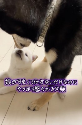 赤ちゃん犬、まごうことなき可愛さ