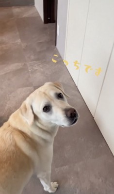 「ご案内します!」