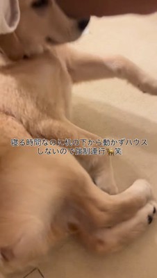 子犬を床に下ろす飼い主