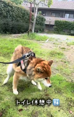 芝生で排泄中の柴犬