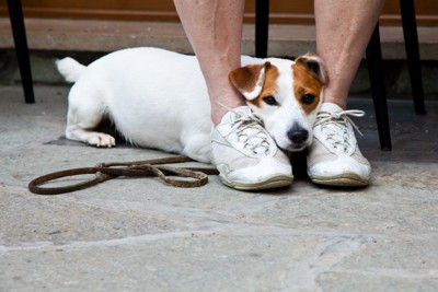 足の間に挟まる犬