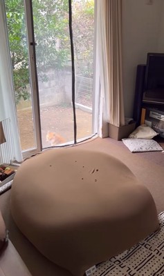 音に反応して振り返る柴犬