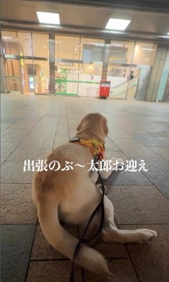 ママさんのお迎えに来たレオンくん