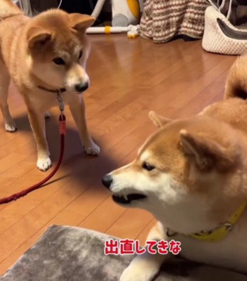 「出直してこい」