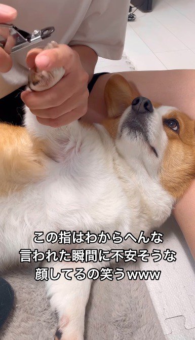 飼い主の言葉に反応して、飼い主の顔を見つめる犬