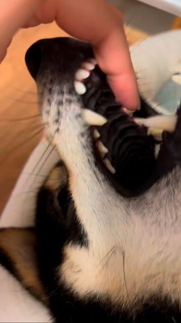 口をガッと開く柴犬