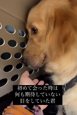 2歳の大型犬を保護