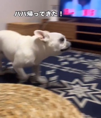 走ろうとする犬
