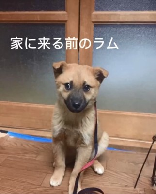 お座りするラムちゃん