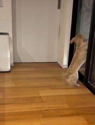 家族を待つ小型犬