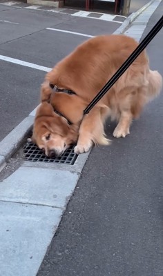 排水溝を愛するモッシュくん6