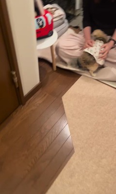 こはくちゃんとお姉ちゃんの再会