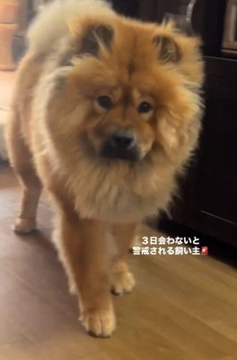 至近距離まできたうーちゃん