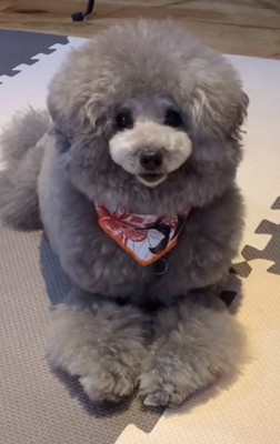 もふもふのこてつくん