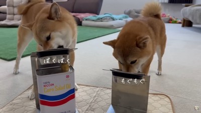 福ちゃんと富くん