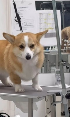 飼い主さんを発見したうにちゃん