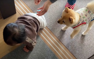 赤ちゃんの後を追う犬