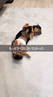 床の上に仰向けになってしっぽを振る犬