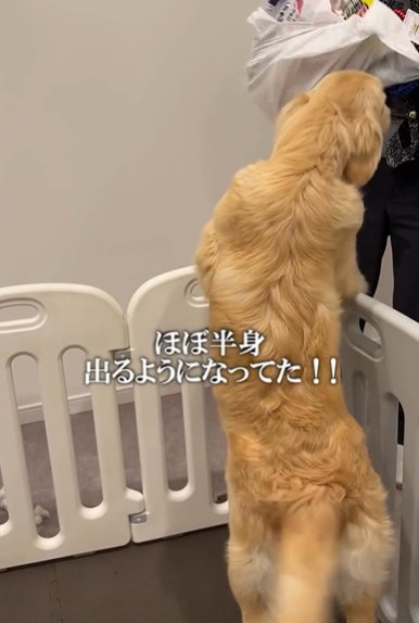 ケージから半身を乗り出すゴールデンレトリバー