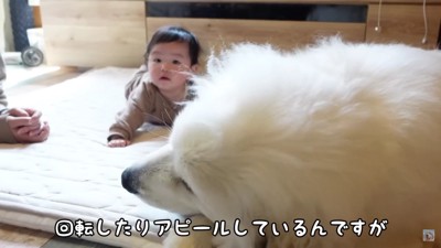 赤ちゃんは必死でアピール！