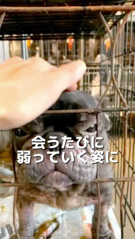 投稿者に頭を撫でられて目を伏せるフレンチフルドッグ