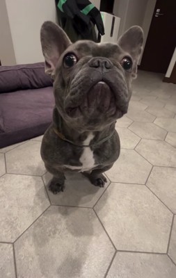 お座りをして正面を見ている犬