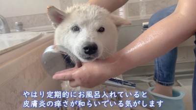 シャンプーをするあいちゃん