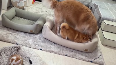 大喜びのわんこたち