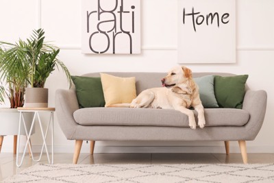 ソファでくつろぐ犬