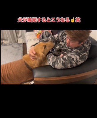 頭をなでられる犬