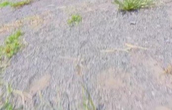 ボールを追いかける!