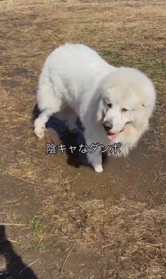 オフ会でのダンボくんたちの様子5