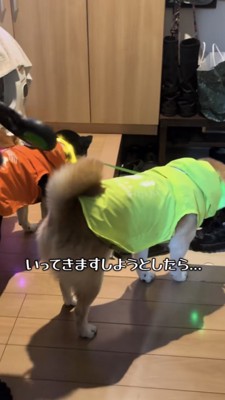 玄関で俯く柴犬たち
