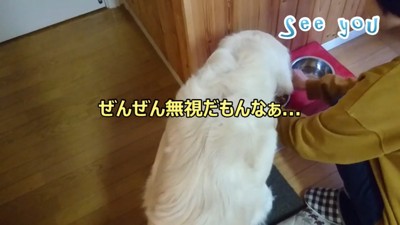 ギンちゃんの塩対応のお出迎え10