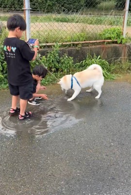 水たまりで遊ぶスズちゃんたち5