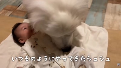 子煩悩なシュシュちゃん