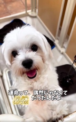 笑顔で立ち上がるムックくん