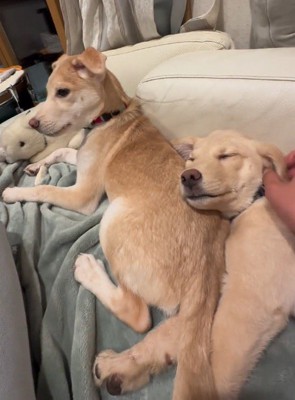 女性に撫でられて目をつむる犬