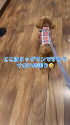 ドッグラン並みに走るトイプー