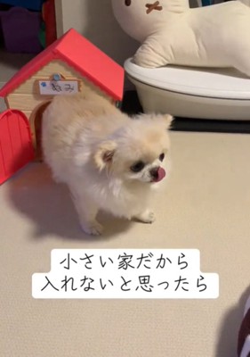 舌を出す犬