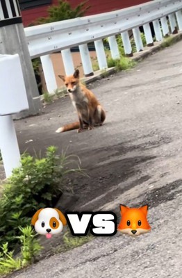 お散歩中にキツネに遭遇したことも
