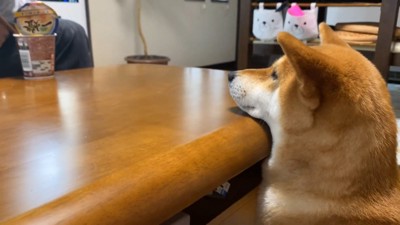 ラーメンを見つめる犬横から