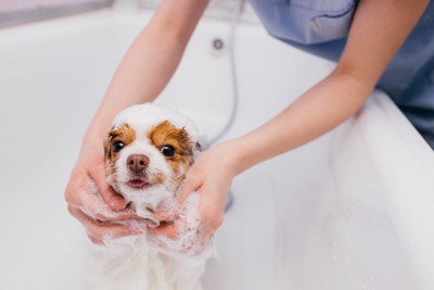 シャンプー中の小型犬