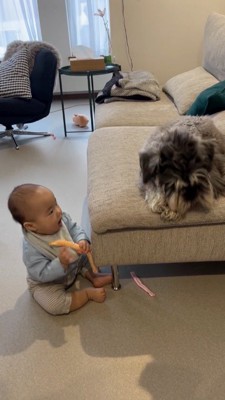 それぞれおもちゃであそぶ犬と赤ちゃん