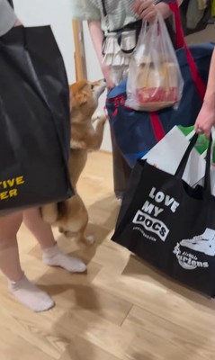 お客さんを熱烈歓迎するはちちゃん8