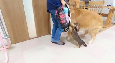 女性に飛びつく大型犬と小型犬