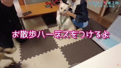 ハーネスを付けようとすると…